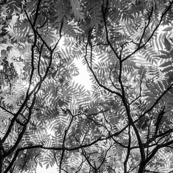 Bruxelles Pixels VII – Sophie Voituron : « Portraits d’arbres, suite »